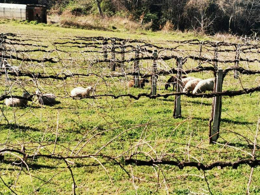 Dabei sein ist alles: Weinlese im Douro! - Maître Philippe & Filles