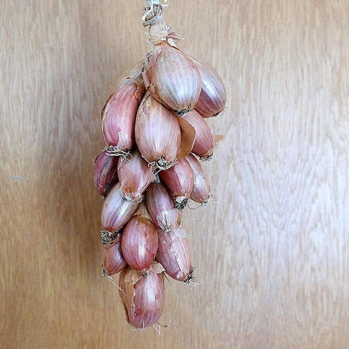 Schalotten „Cuisse de Poulet“ aus Roscoff, Ernte 2026 Ferme de Kergus