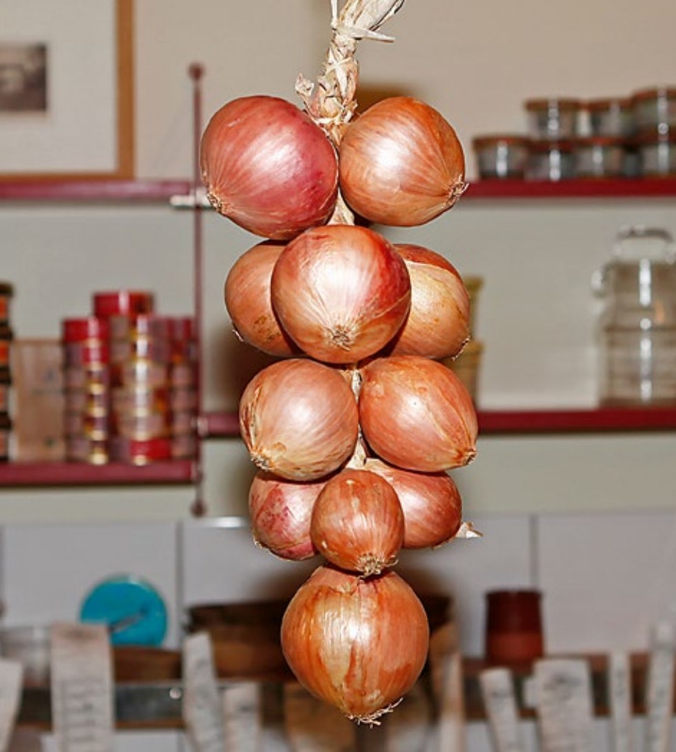 Geflochtener Zwiebelzopf aus Roscoff