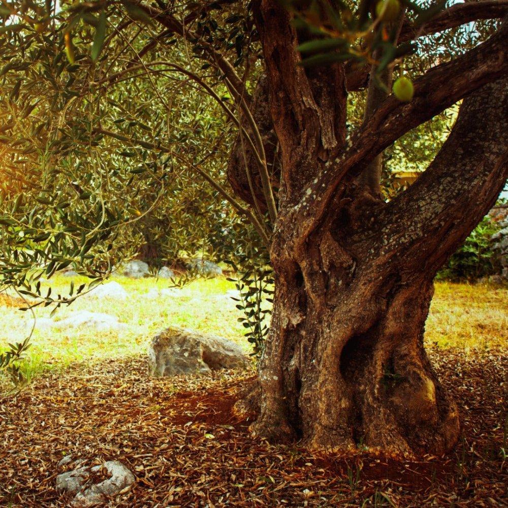 Oliven & Co. - Maître Philippe & Filles