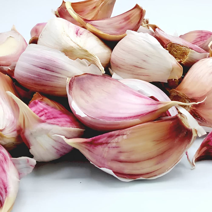 Rosa Knoblauch aus Lautrec Ernte 2026 La Lautrecoise