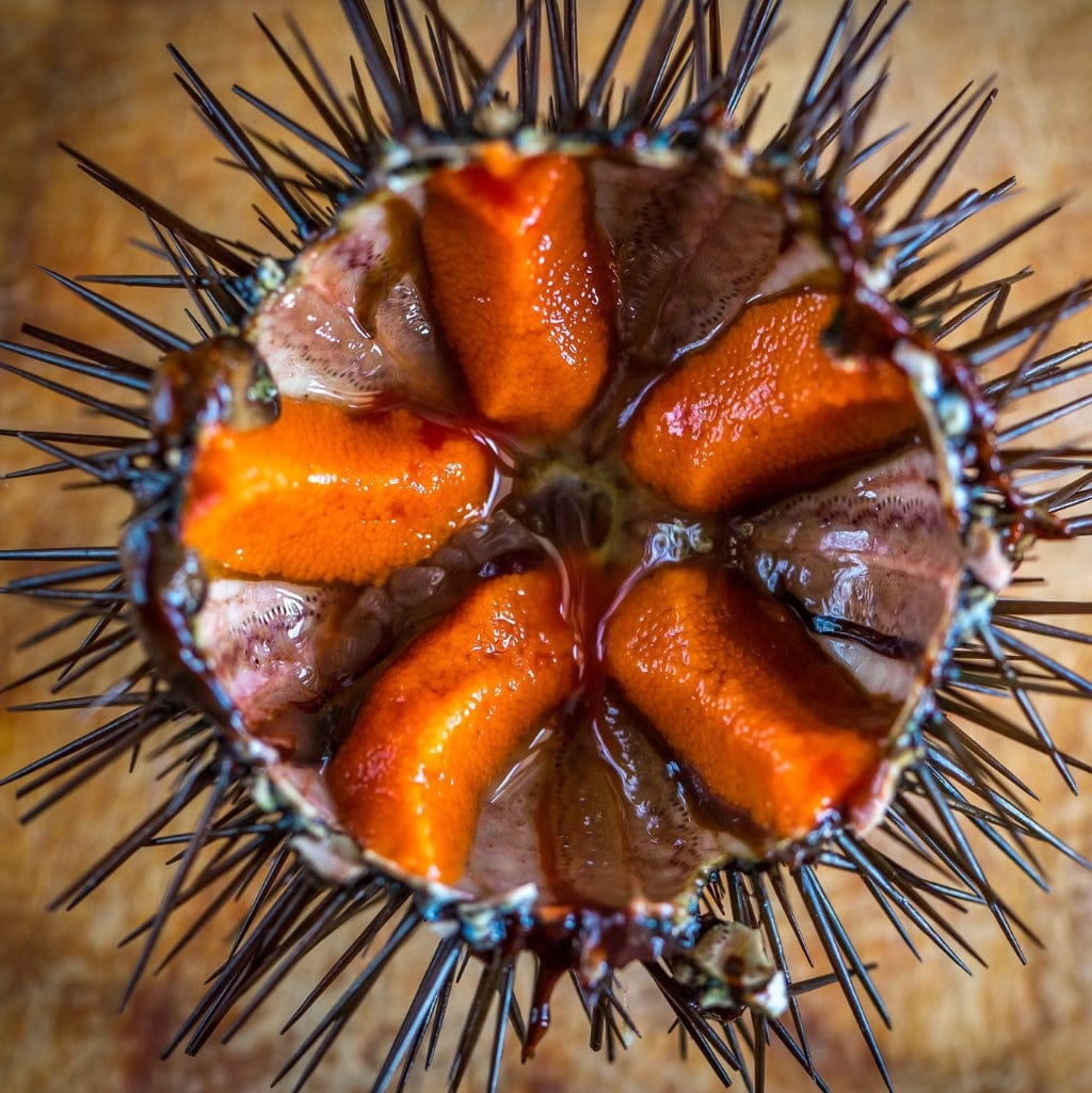 Rogen von Seeigel aus Galizien -  Ramon Pena  - Maître Philippe & Filles