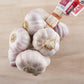 Rosa Knoblauch aus Lautrec Ernte 2026 La Lautrecoise